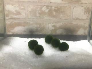 Amazon | 模造まりも1.8cm 5個セット | AQUA sub